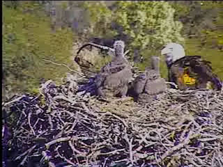 Pelican Harbor eaglets