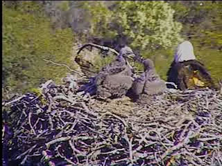 Pelican Harbor eaglets