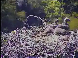 Pelican Harbor eaglets