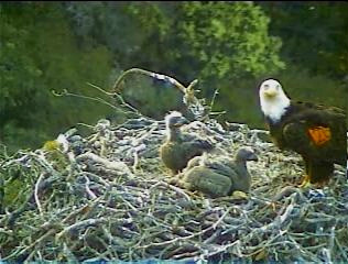 Pelican Harbor eaglets