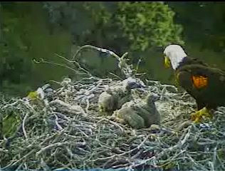 Pelican Harbor eaglets