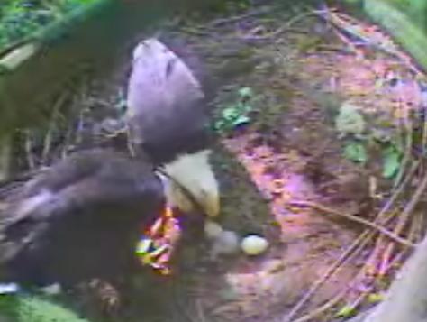 Pigeon Forge eaglet
