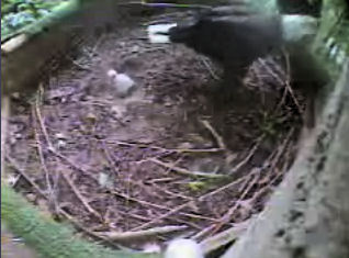 Pigeon Forge eaglet