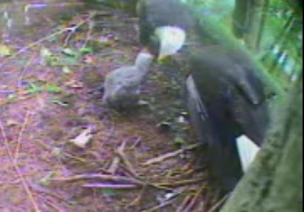 Pigeon Forge eaglet