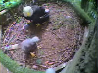 Pigeon Forge eaglet
