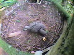 Pigeon Forge eaglet