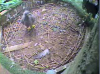 Pigeon Forge eaglet