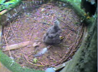 Pigeon Forge eaglet