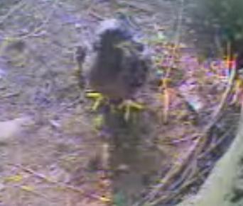 Pigeon Forge eaglet