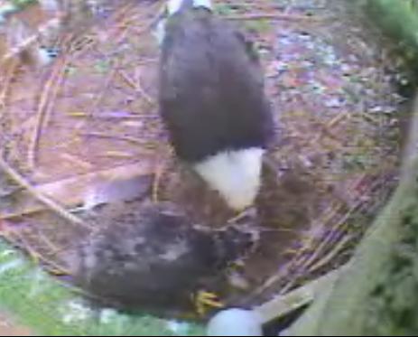 Pigeon Forge eaglet