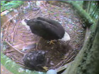 Pigeon Forge eaglet