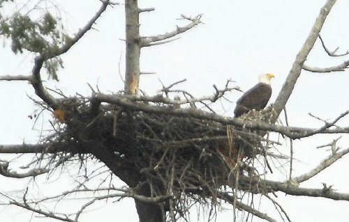 Sidney eaglets