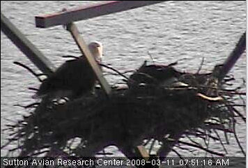 Sooner Lake eaglets