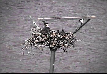 Sooner Lake eaglets