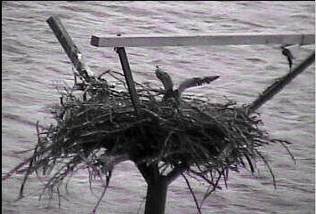 Sooner Lake eaglets