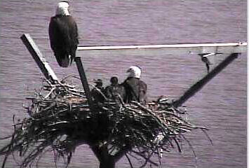 Sooner Lake eaglets