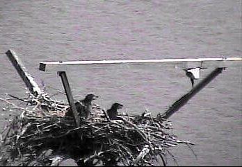 Sooner Lake eaglets