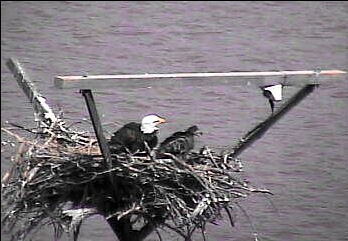 Sooner Lake eaglets