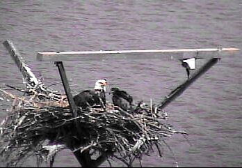 Sooner Lake eaglets