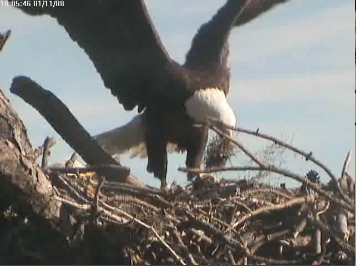 Tesoro parent brings fluff to nest