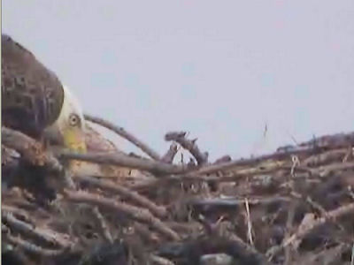Tesoro eaglet