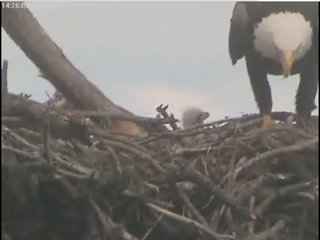 Tesoro eaglet