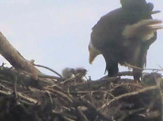 Tesoro eaglets