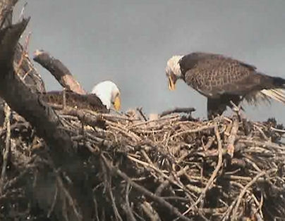 Tesoro eaglets