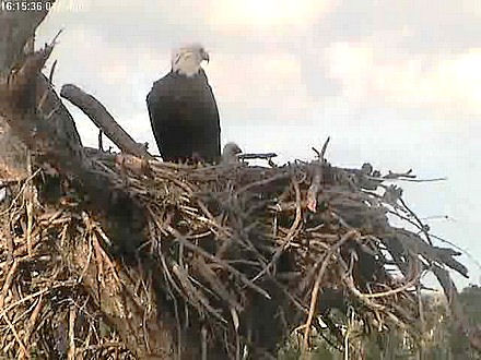 Tesoro eaglet