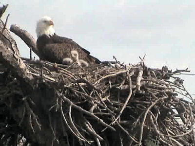 Tesoro eaglets