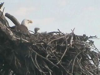 Tesoro eaglets