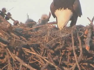 Tesoro eaglets
