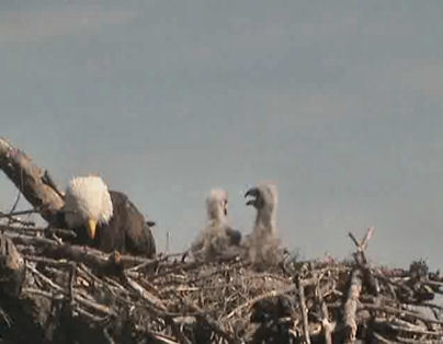 Tesoro eaglets
