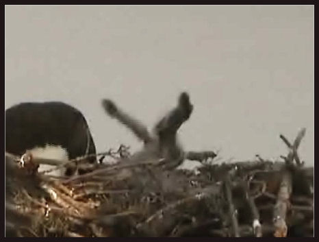 Tesoro eaglets