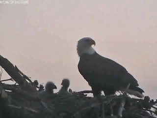 Tesoro eaglets