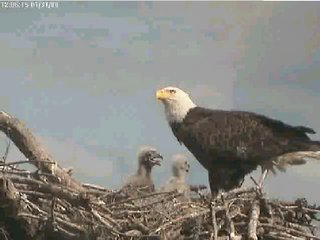 Tesoro eaglets