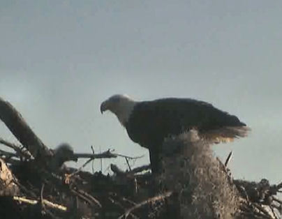 Tesoro eaglets