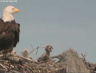 Tesoro eaglets