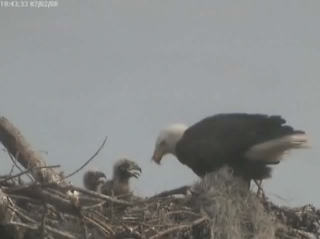 Tesoro eaglets