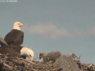 Tesoro eaglets