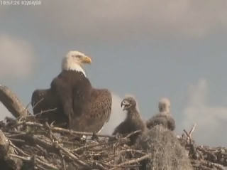 Tesoro eaglets