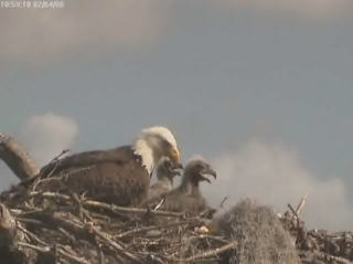 Tesoro eaglets