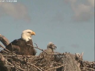 Tesoro eaglets