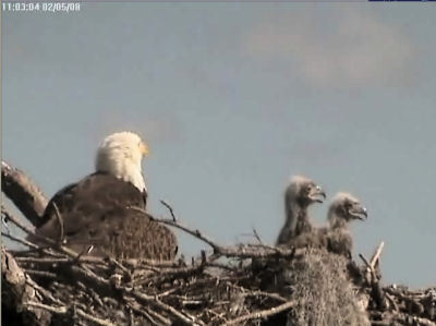 Tesoro eaglets