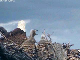 Tesoro eaglets
