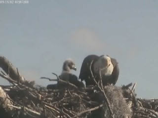 Tesoro eaglets