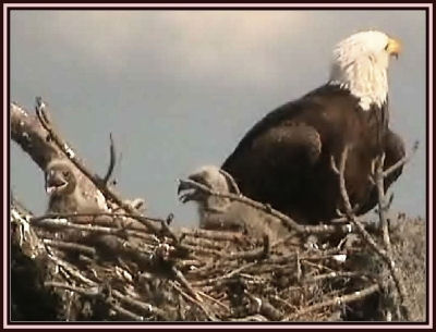 Tesoro eaglets