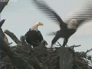 Tesoro eaglets