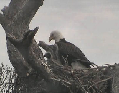 Tesoro eaglets