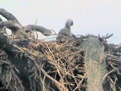 Tesoro eaglets